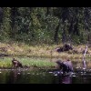 A thumbnail of cow and two moose calves in the reeds close to the lakeshore
