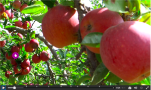 Thumbnail featuring apples that links to an interactive video 