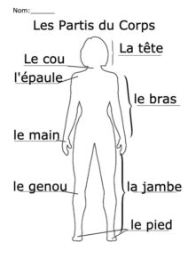 A human outline with some parts of the body labelled in French