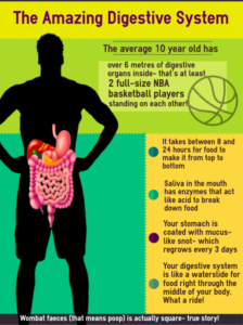 A basketball player silhouette with a full colour anatomical digestive system displayed wuthin. Some facts are listed on the right side in a menu box.